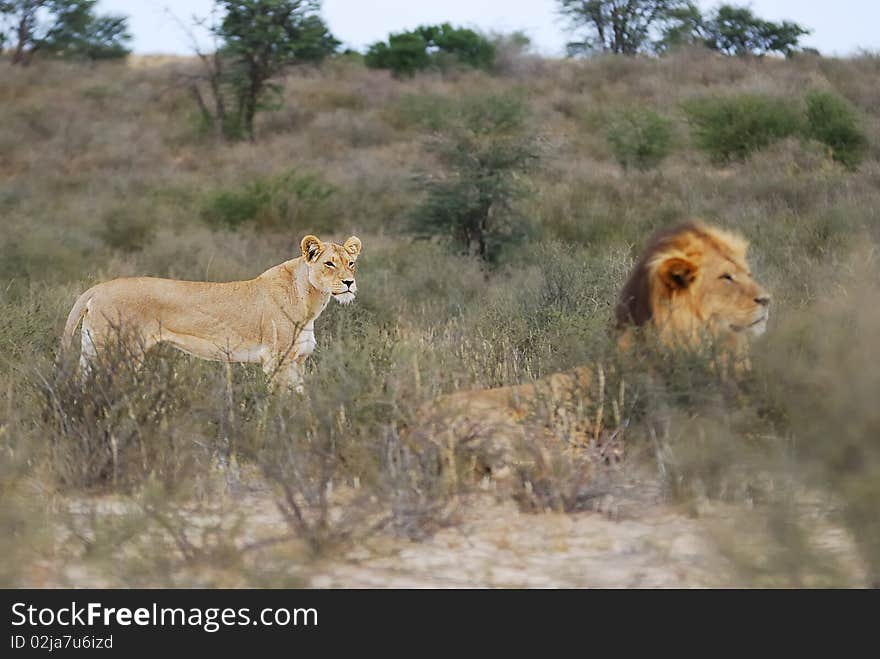 Female And Male Lion (Panthera Leo)