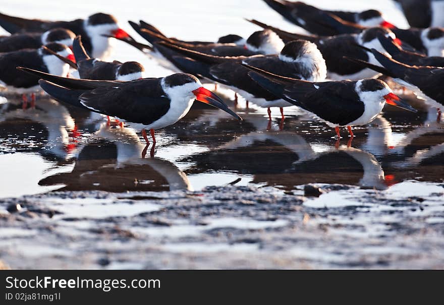 Black Skimmers