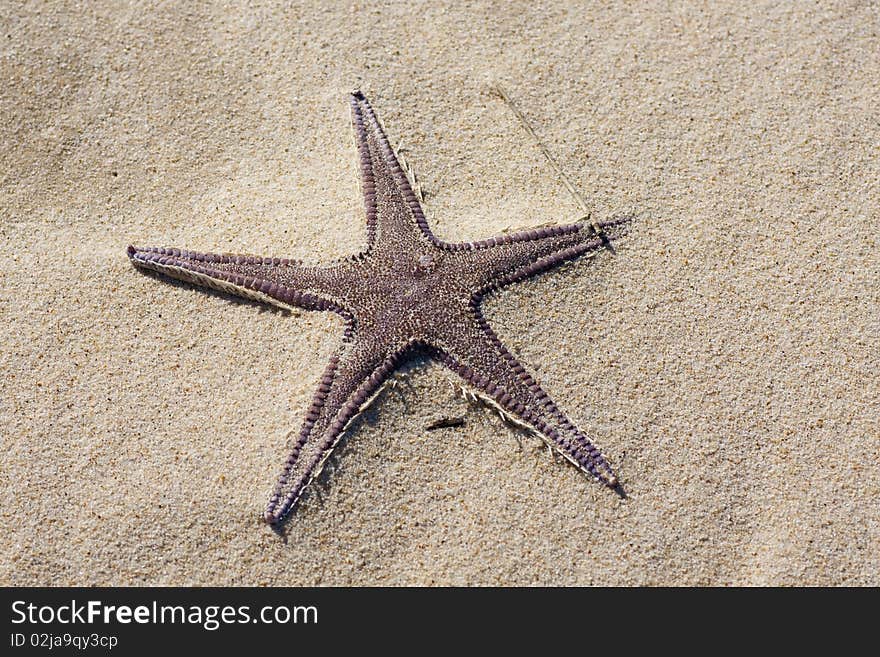 View of a starfish animal on the beach sand. View of a starfish animal on the beach sand.