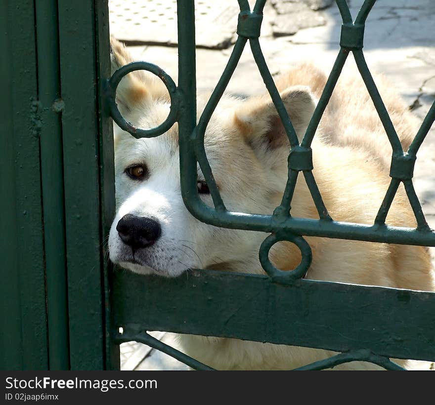 An old white dog behind bars