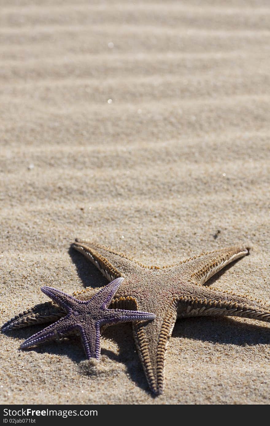 View of two starfish on the beach sand. View of two starfish on the beach sand.