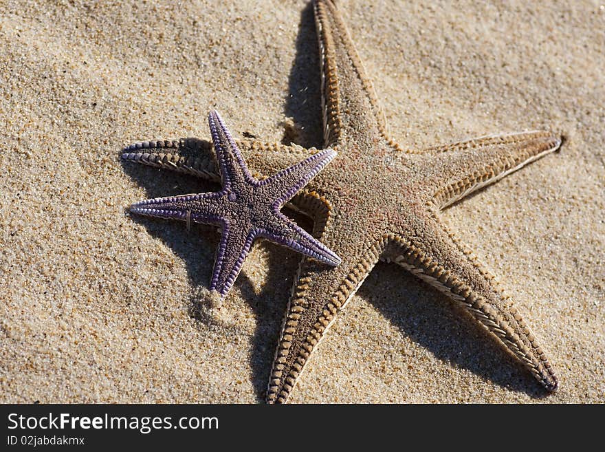 Starfish on the sand