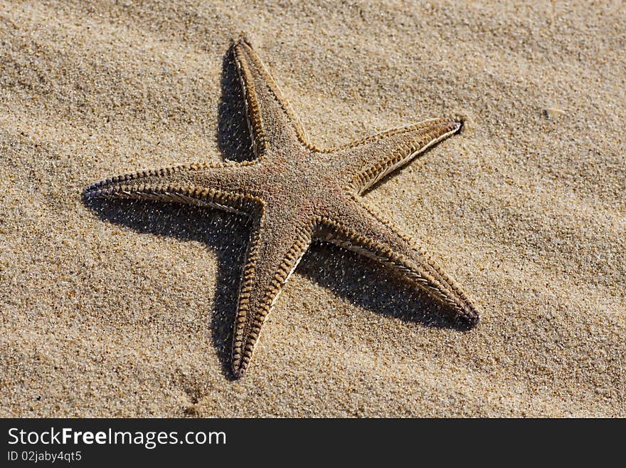 Starfish on the sand