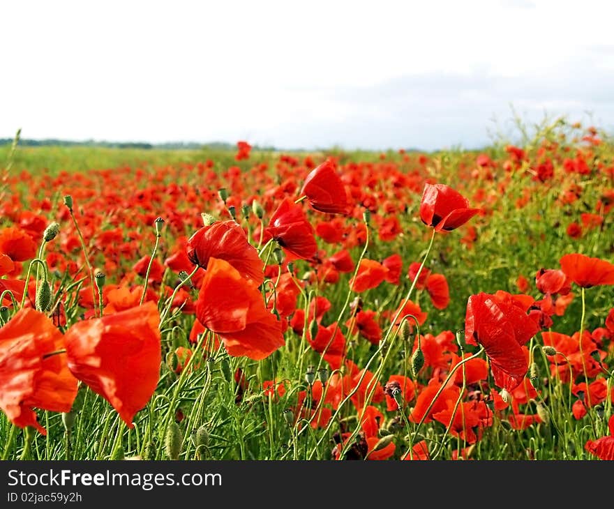 Poppies