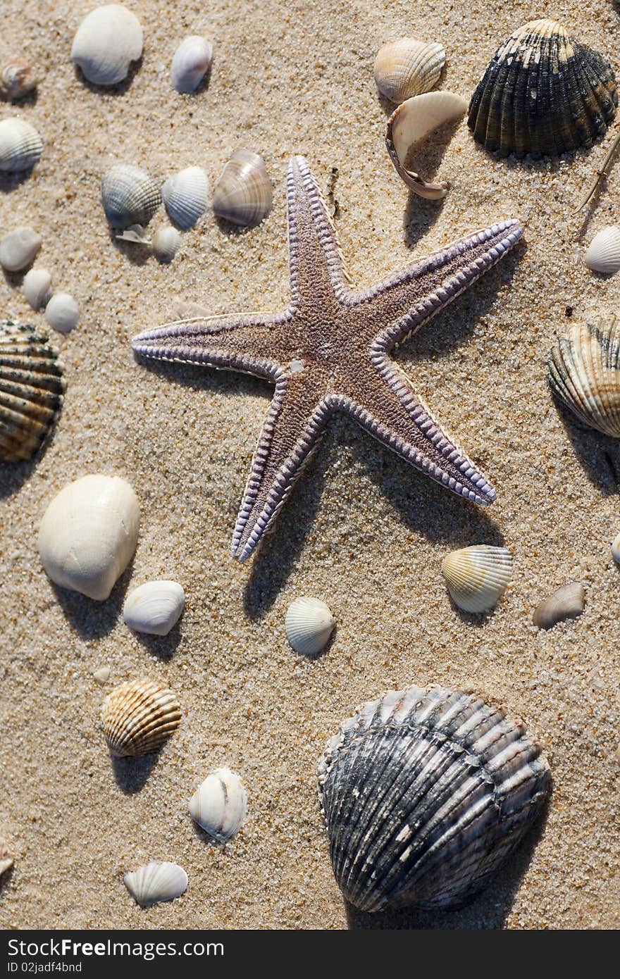 View of a lonely starfish surrounded by shells on the sand.