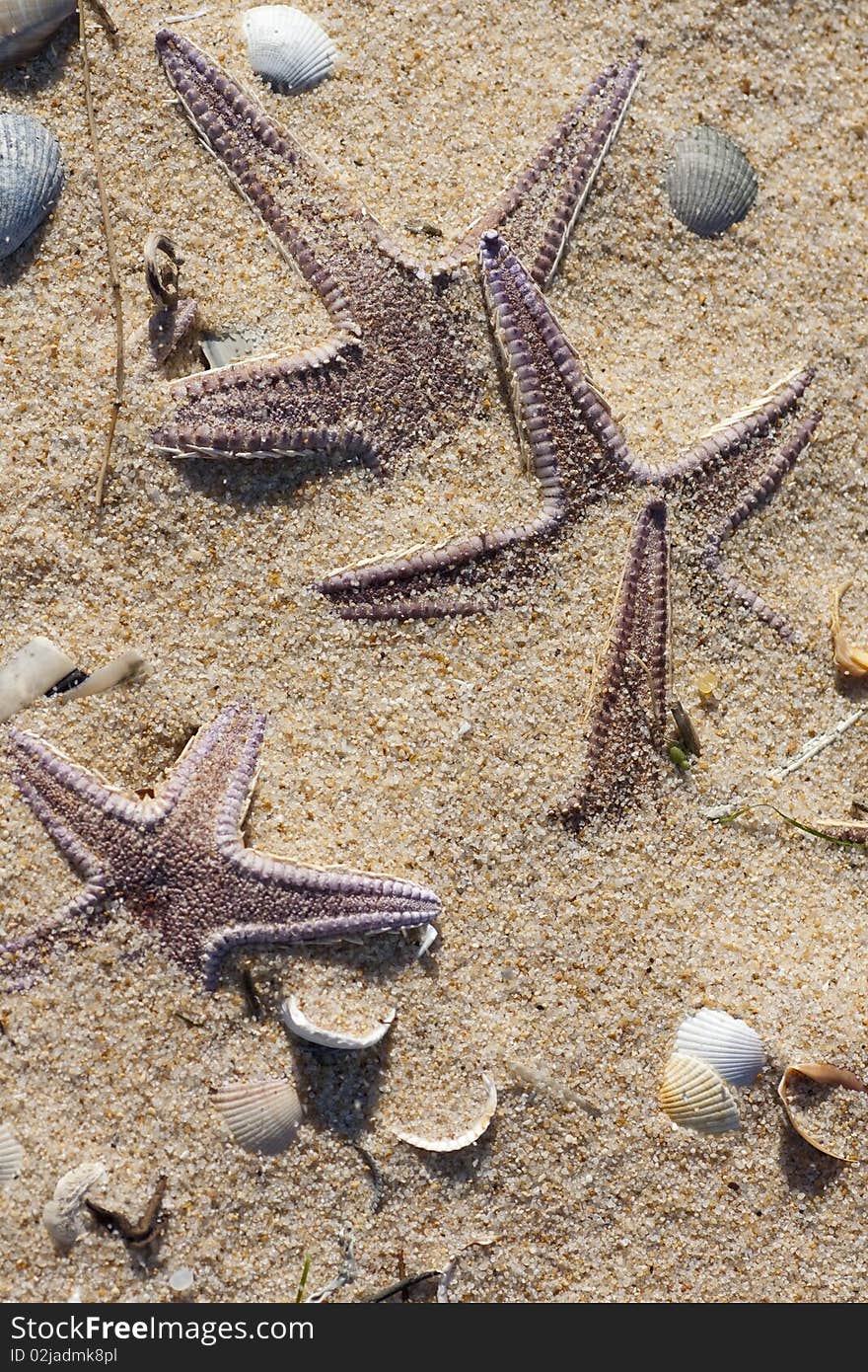 View of seveal starfish buried on the sand surrounded by shells. View of seveal starfish buried on the sand surrounded by shells.