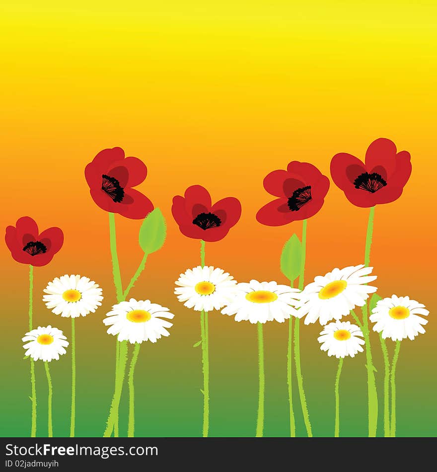 Poppies and chamomiles over orange background