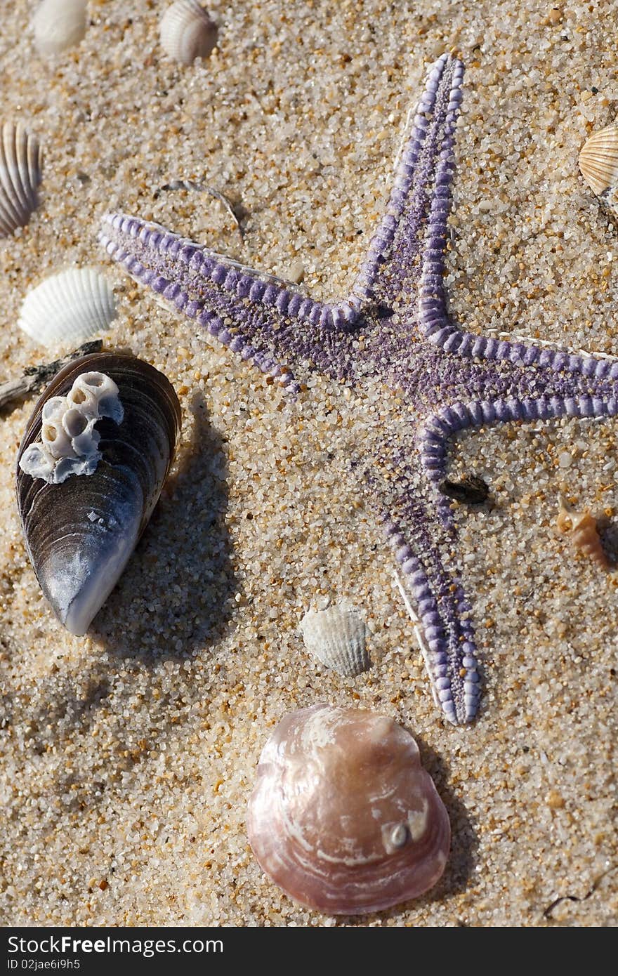 View of a lonely starfish surrounded by shells on the sand.