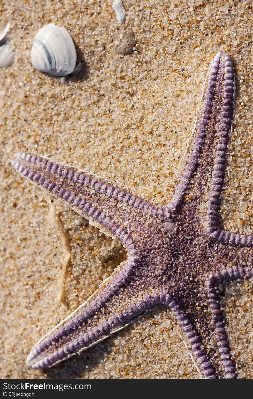 View of a lonely starfish on the sand.