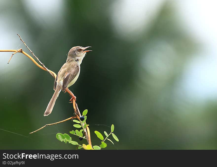 Birds Thailand