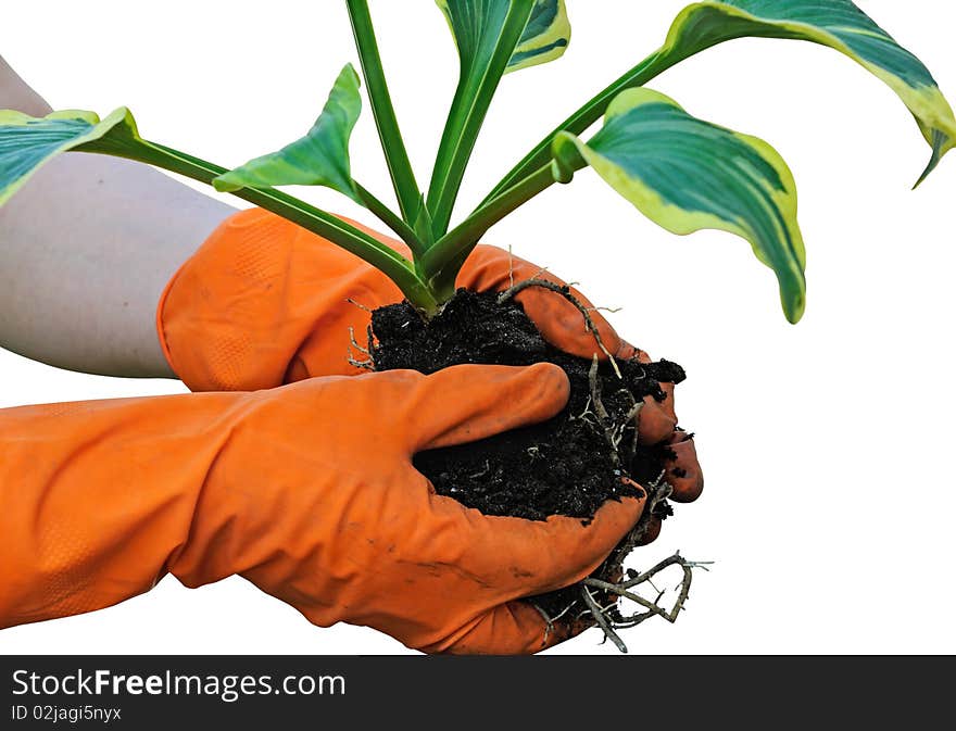 Pair hands in gloves hold a garden flower (hosta) for landing in a ground. Isolated on white. Pair hands in gloves hold a garden flower (hosta) for landing in a ground. Isolated on white.