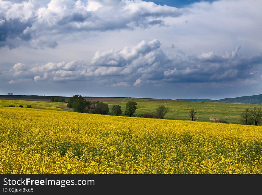 Field with yellow rape