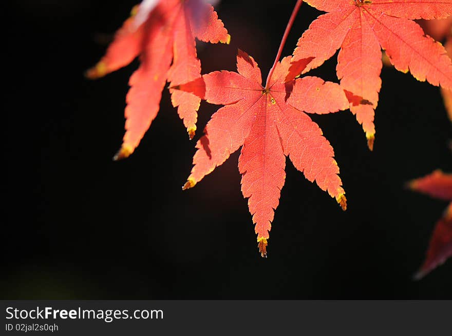 The Maple Leaf