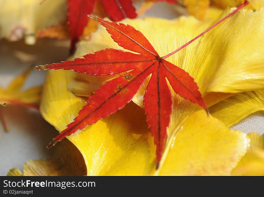 Maple leaf