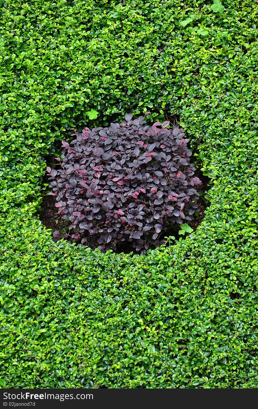 A circle formed by planting and arranging bushes of different colored leaves, purple and green. A circle formed by planting and arranging bushes of different colored leaves, purple and green.