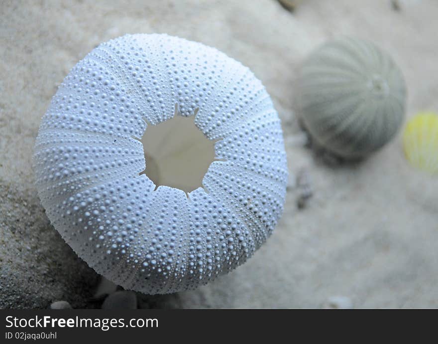 A beautiful white shell of Echinoidea