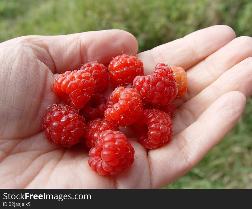 Red berries red raspberries, lying on the hand