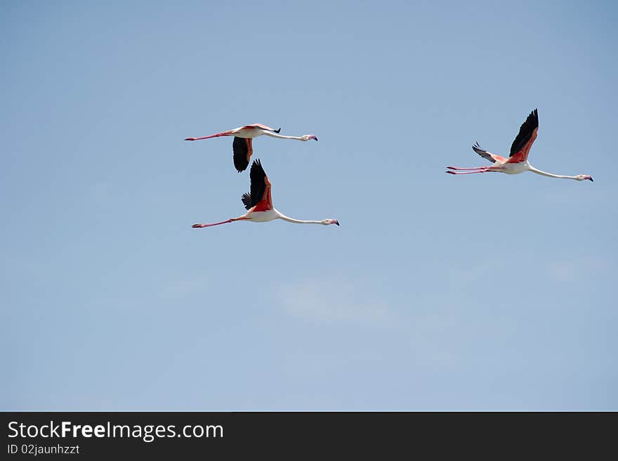 Flamingos over the rice fields