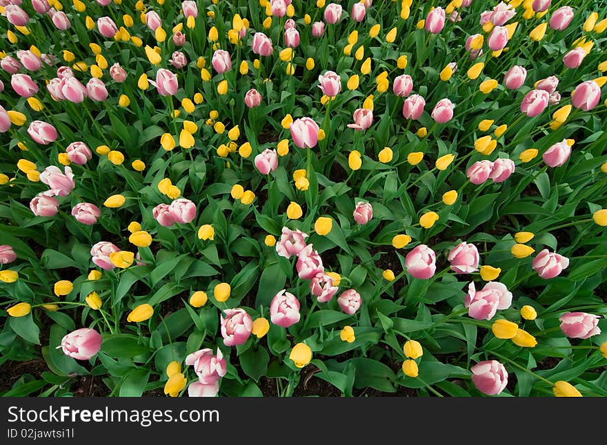 Field of yellow and pink and white tulips. Field of yellow and pink and white tulips