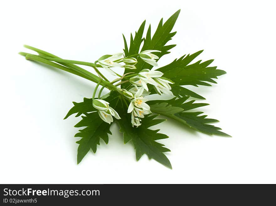 White flower on leaf isolated