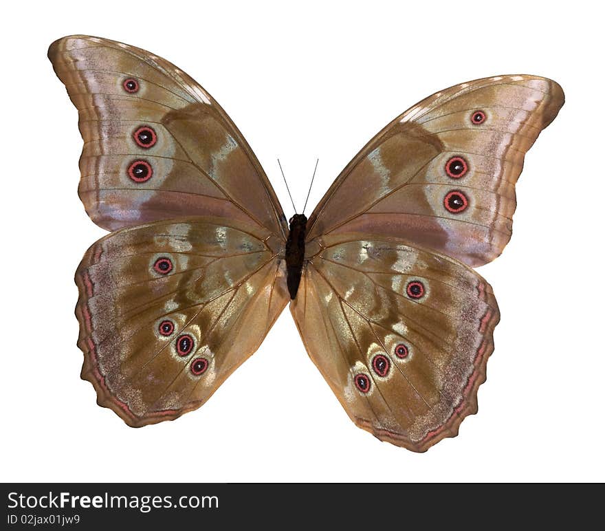 Morpho butterfly underneath isolated on white with clipping path