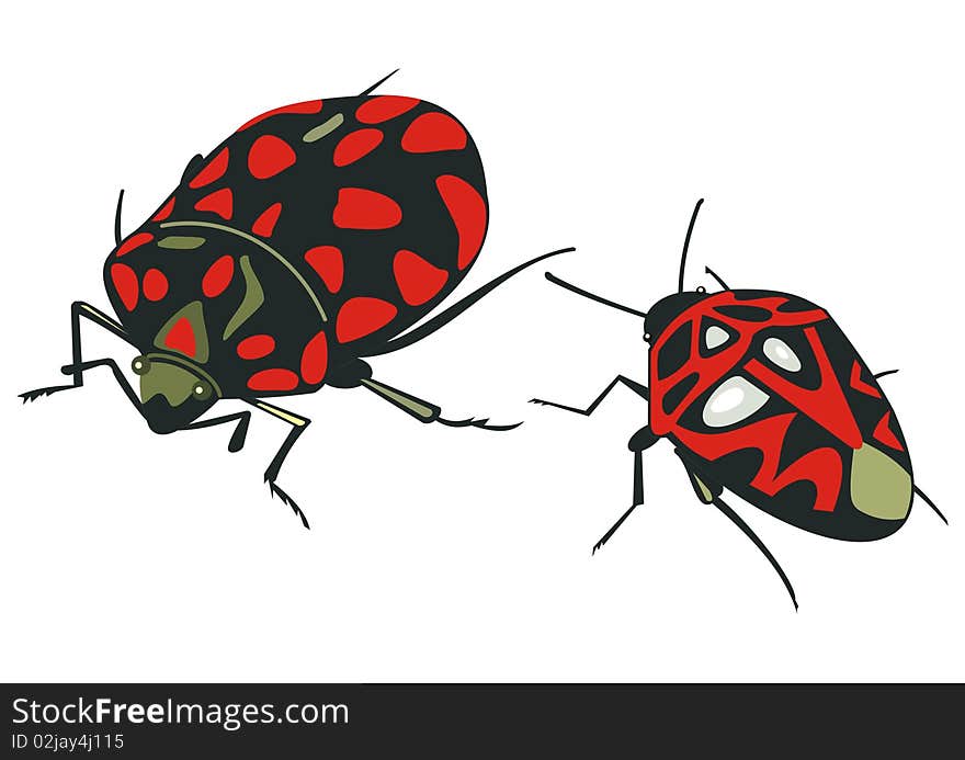 Beetle insect red black