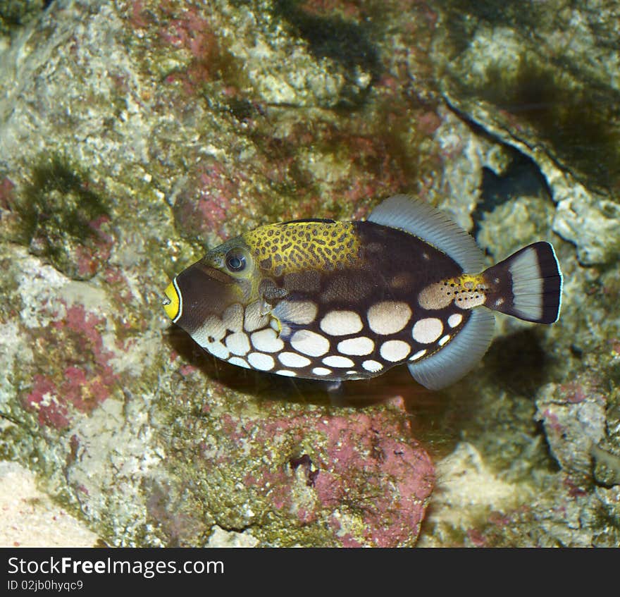 Colorful fish with coral background