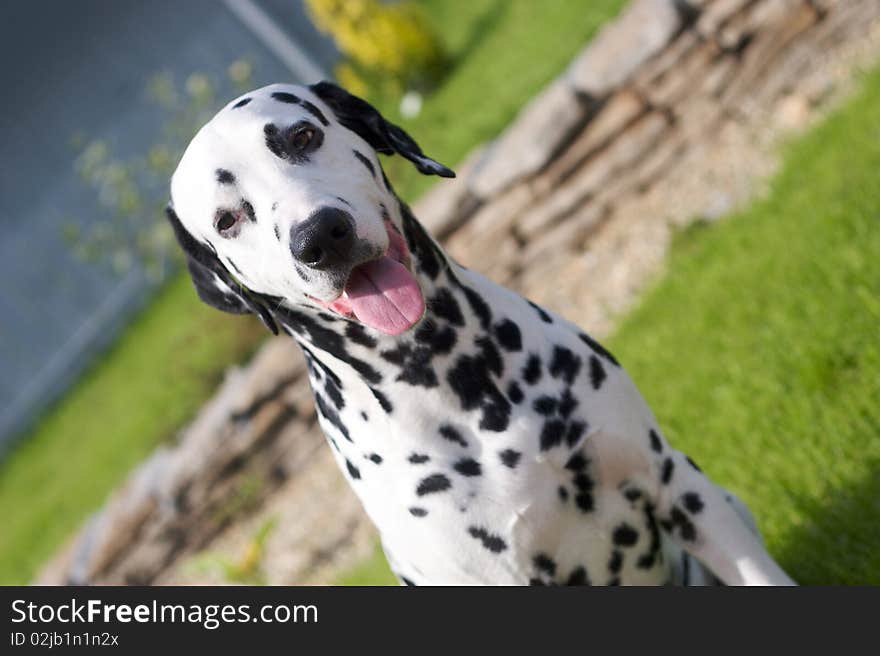 Dalmatian is sitting outside in the garden. Dalmatian is sitting outside in the garden