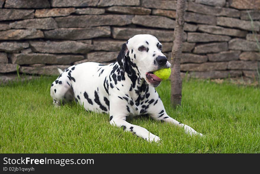 Dalmatian playing with a ball