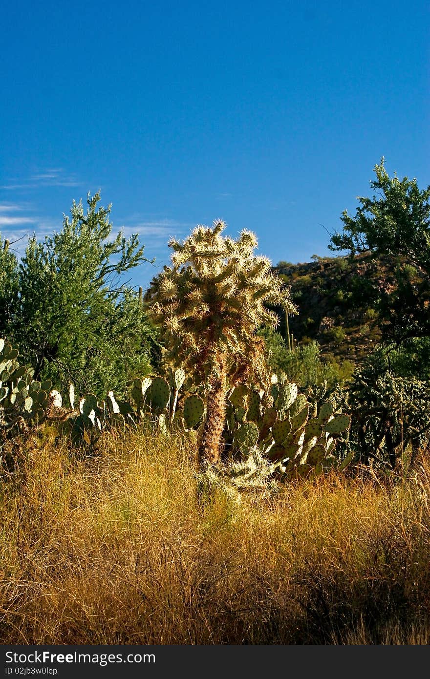 Cactus in national park desert