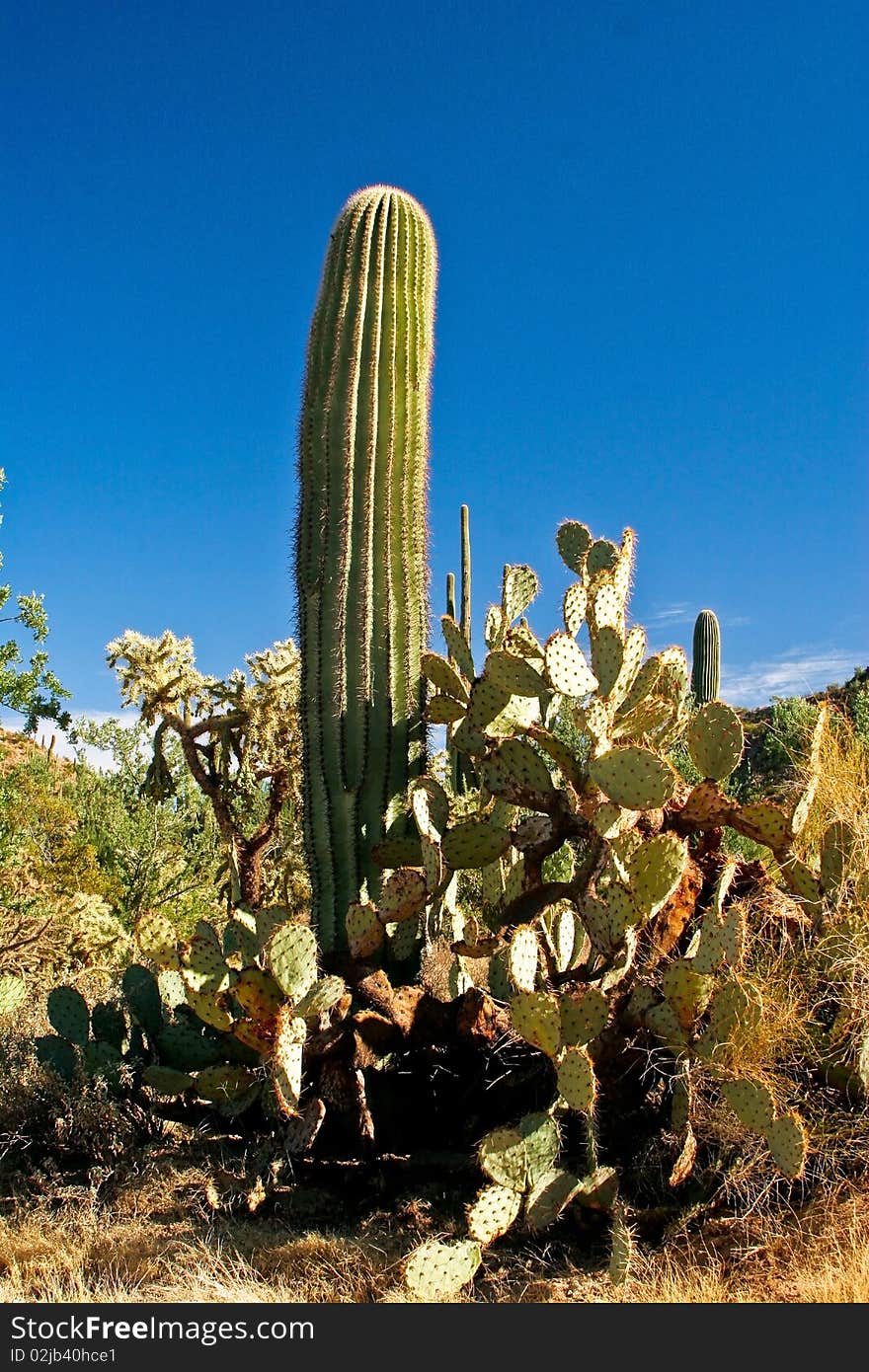 Cactus in national park desert