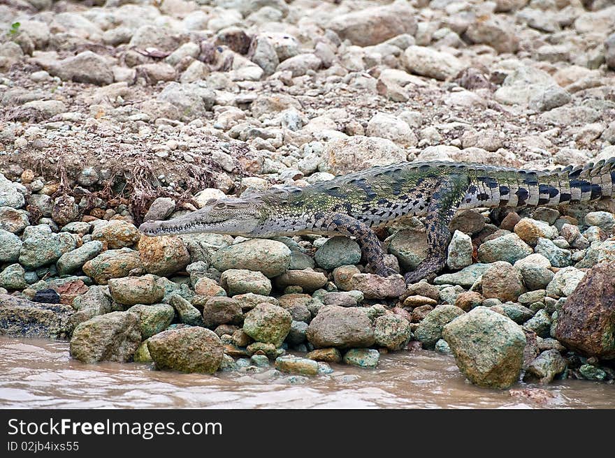 Crocodile crawling into the water in Panama