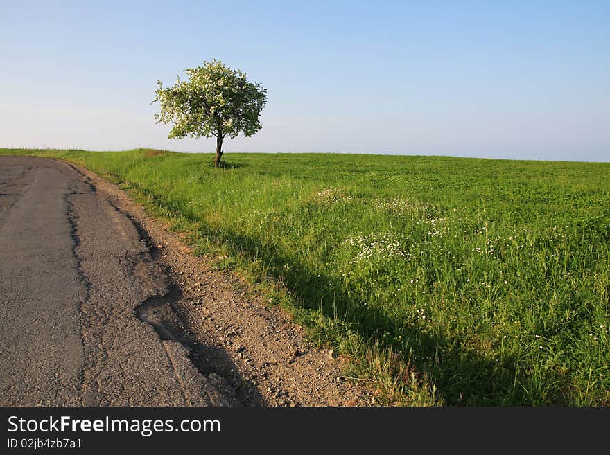 Lonely blooming tree at the edge of the road.