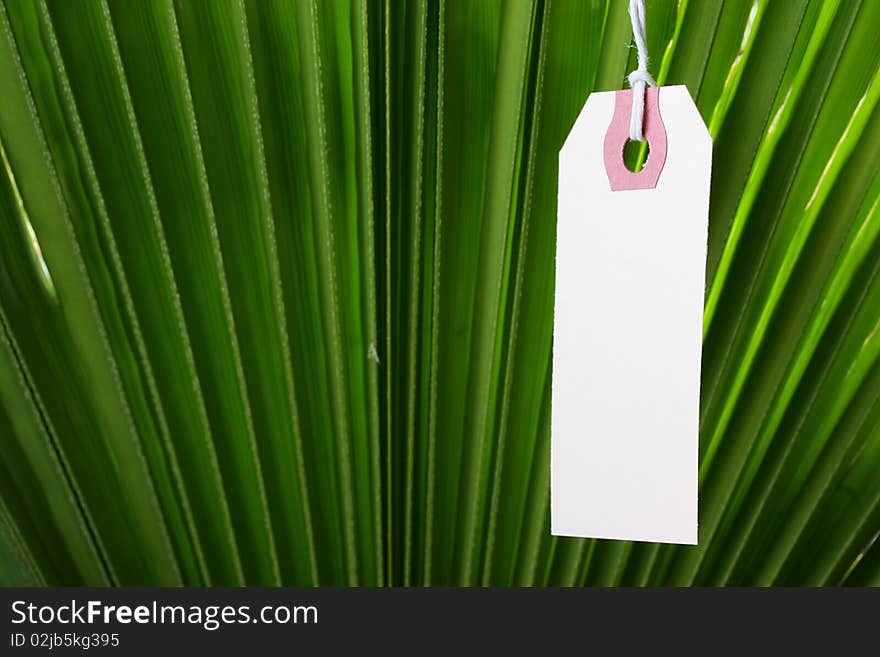 The branch of a palm tree as a background on which hangs a label. The branch of a palm tree as a background on which hangs a label.