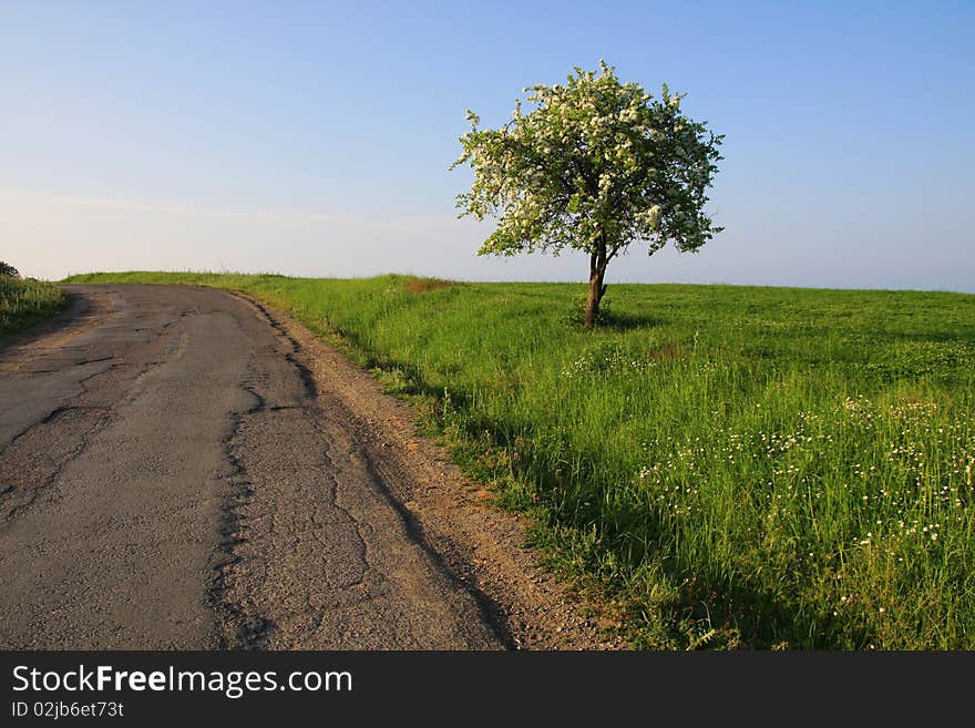 One blooming tree on the edge of the old asphalt road. One blooming tree on the edge of the old asphalt road.