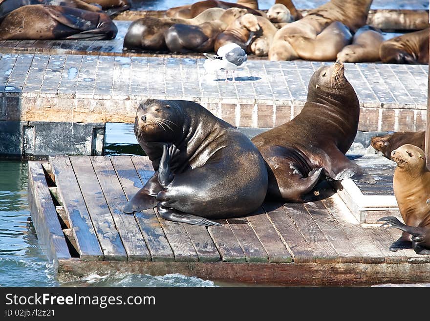 Sea Lions near Pier 39 in San Francisco