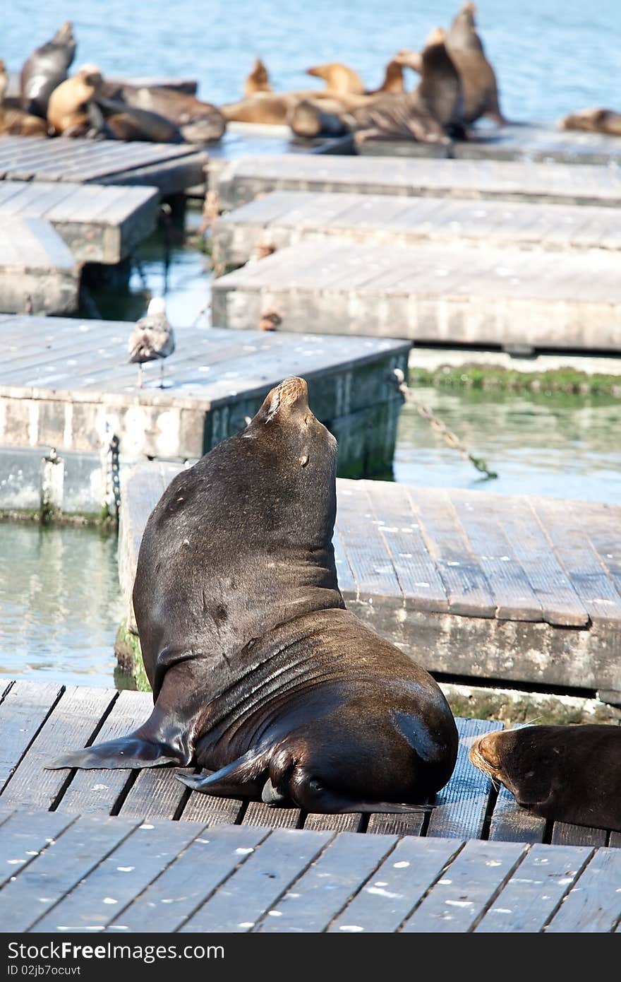 Sea Lions near Pier 39 in San Francisco