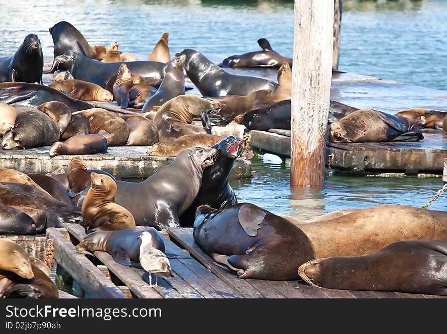 Sea Lions near Pier 39 in San Francisco