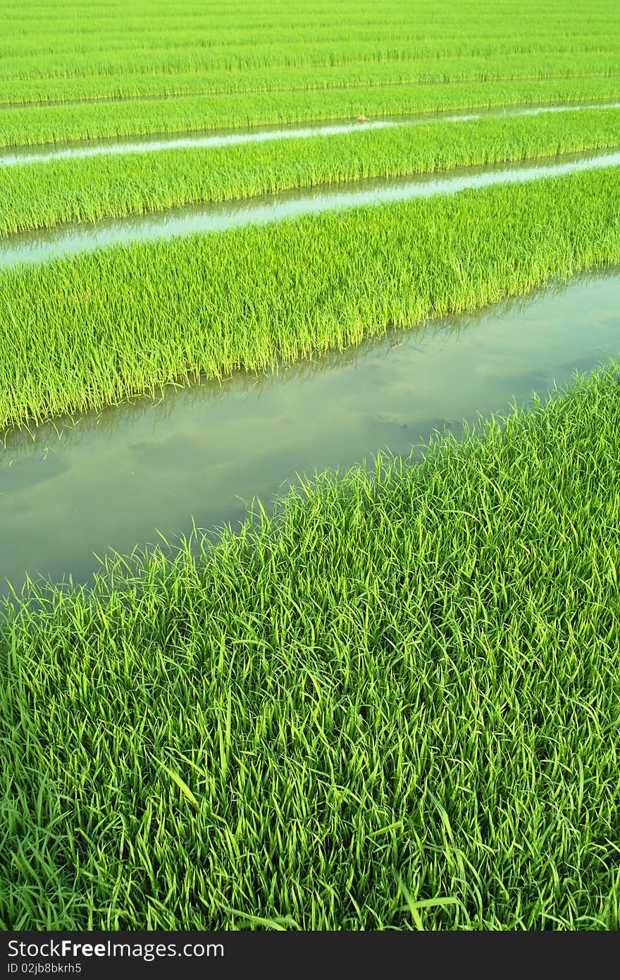 Rice seedlings in spring, China