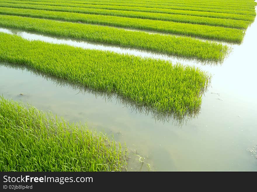 Rice seedlings