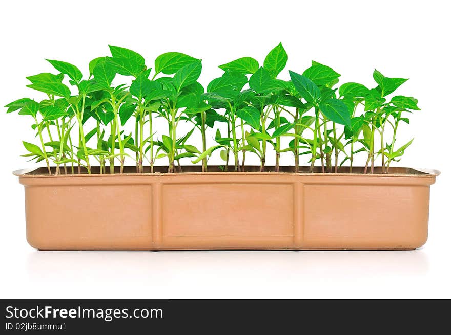 Garden pepper cress in tray isolated on white. Garden pepper cress in tray isolated on white.