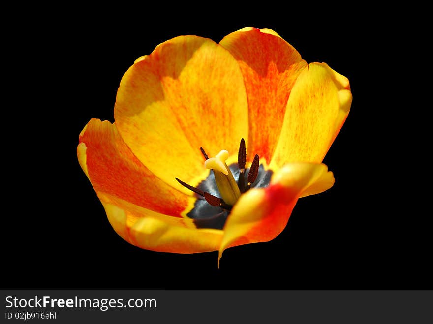 Orange tulip, grew at Kuldiga, Latvia.