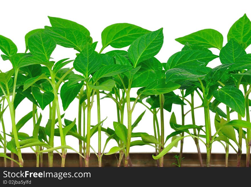 Garden pepper cress in tray isolated on white. Garden pepper cress in tray isolated on white.