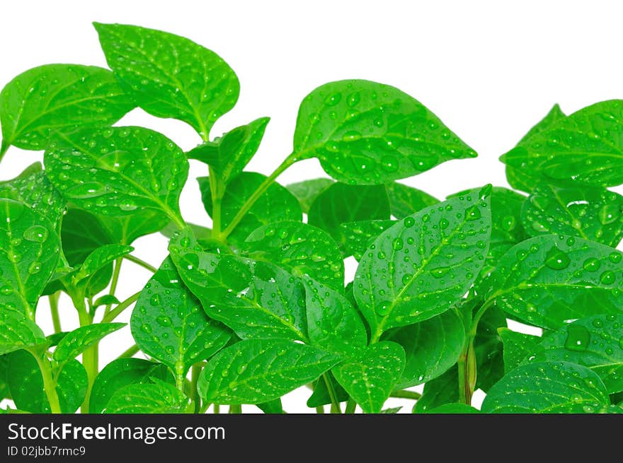 Garden pepper cress in tray isolated on white. Garden pepper cress in tray isolated on white.