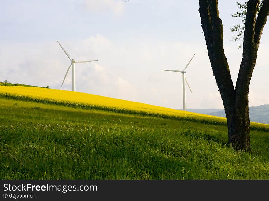 Windmill over rapeweed field in bloom. Windmill over rapeweed field in bloom