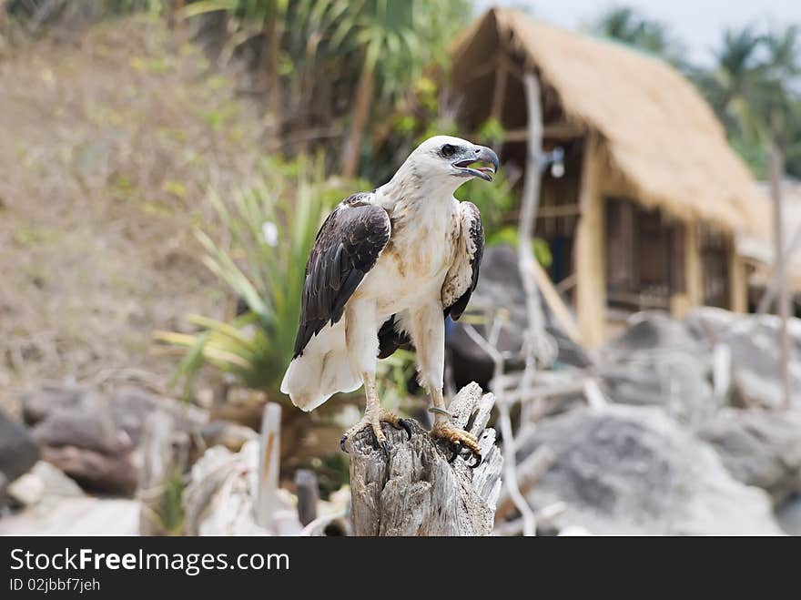 Bird of prey against a hut