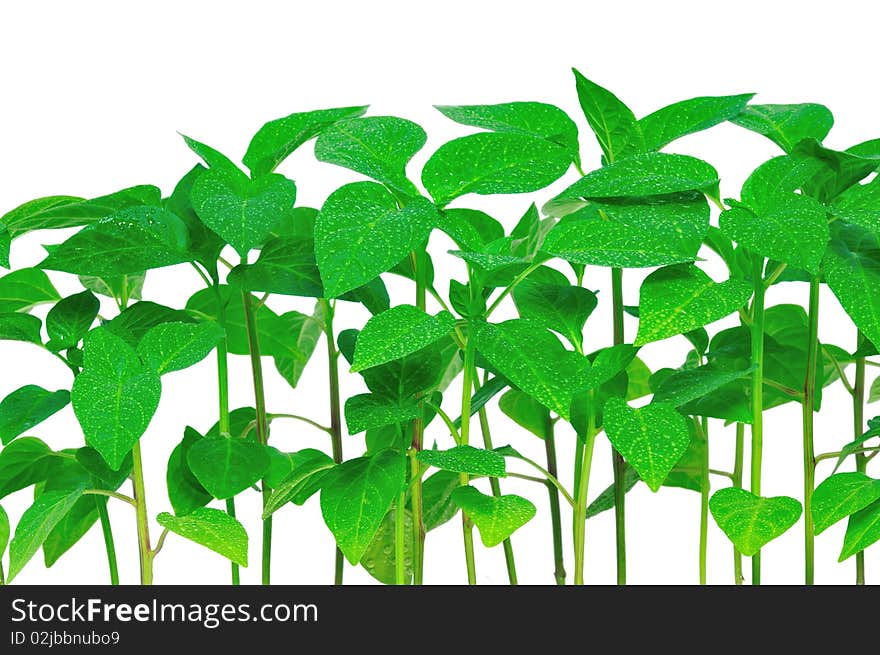 Garden pepper cress in tray isolated on white. Garden pepper cress in tray isolated on white.