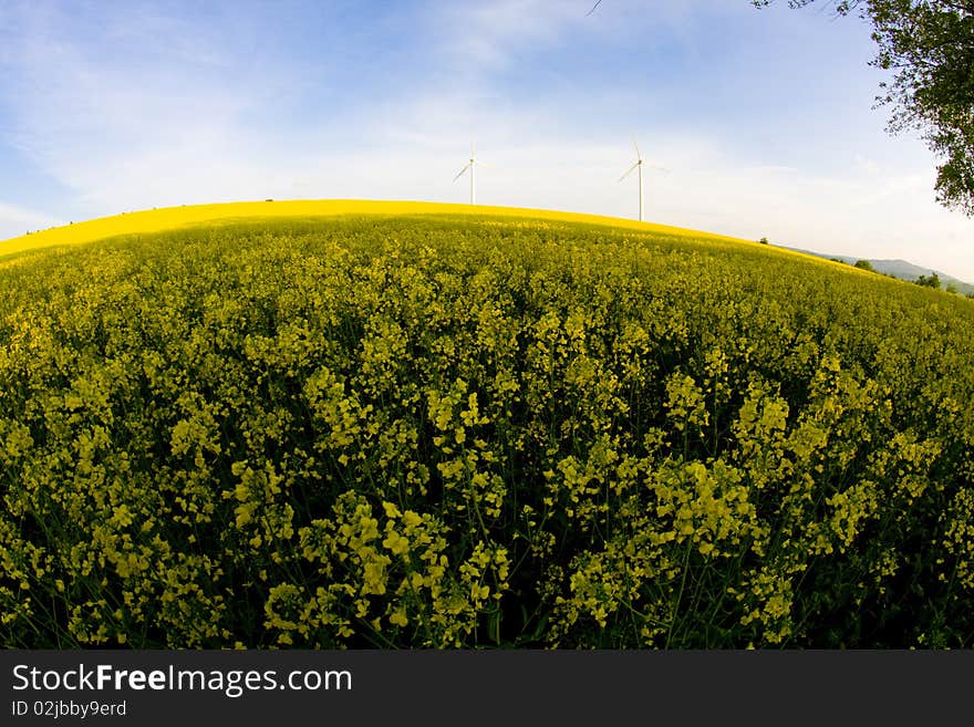 Windmill and rape field