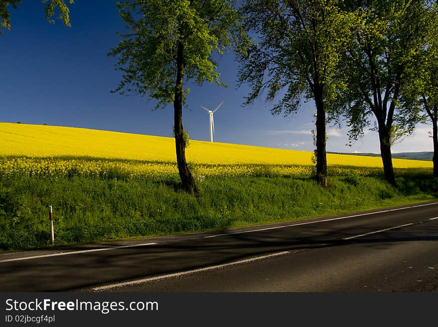 Windmill over rapeweed field in bloom. Windmill over rapeweed field in bloom