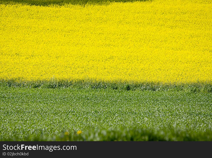 Rape field